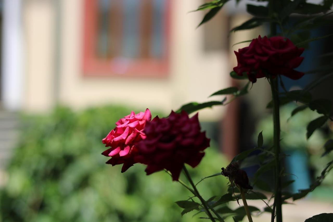 Chinor Garden Hotel - Free Airport Pick-Up And Drop-Off Tashkent Luaran gambar