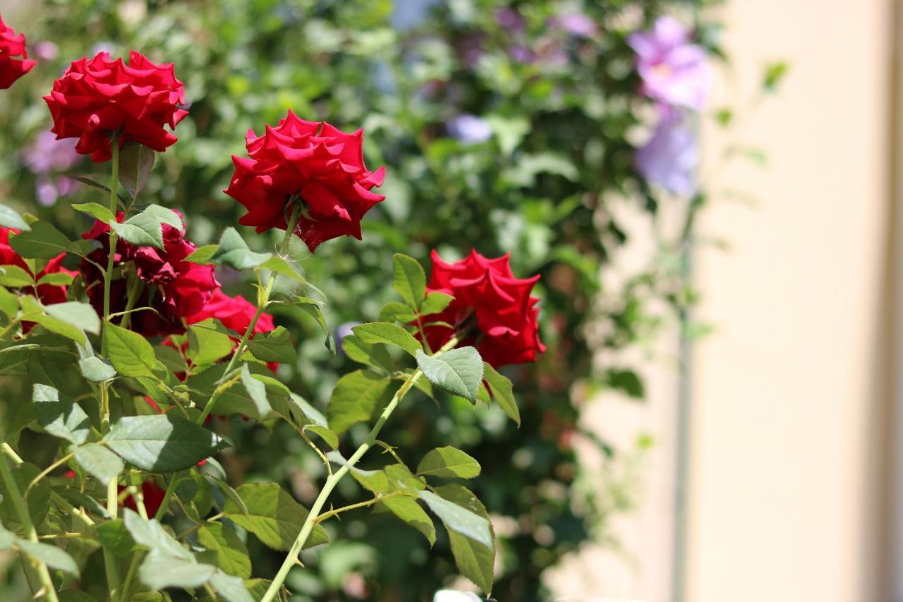 Chinor Garden Hotel - Free Airport Pick-Up And Drop-Off Tashkent Luaran gambar